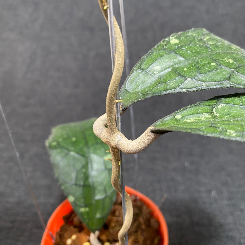 Hoya Clemensiorum Jurassica