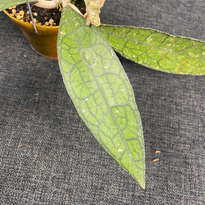 Hoya Clemensiorum Labirinth