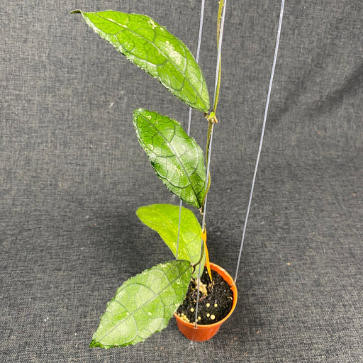 Hoya Clemensiorum MDF-01 - Aroid Asia