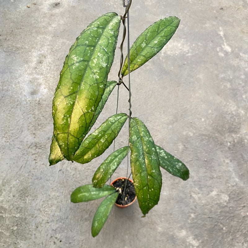Hoya Clemensiorum MDF-05 - Aroid Asia