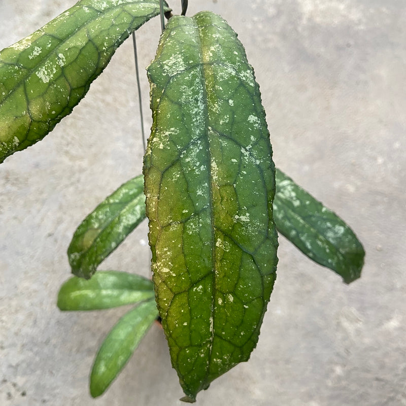 FS29-6 Hoya Clemensiorum MDF-05