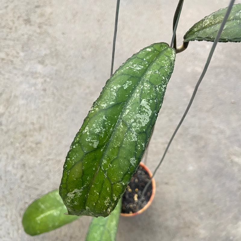 FS29-6 Hoya Clemensiorum MDF-05