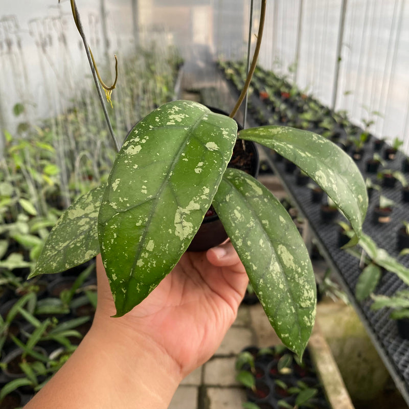 FS13-6 Hoya Clemensiorum Splash