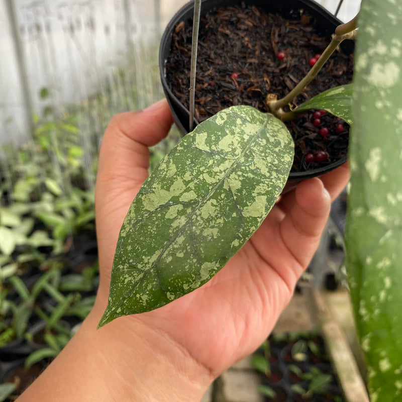 FS13-6 Hoya Clemensiorum Splash
