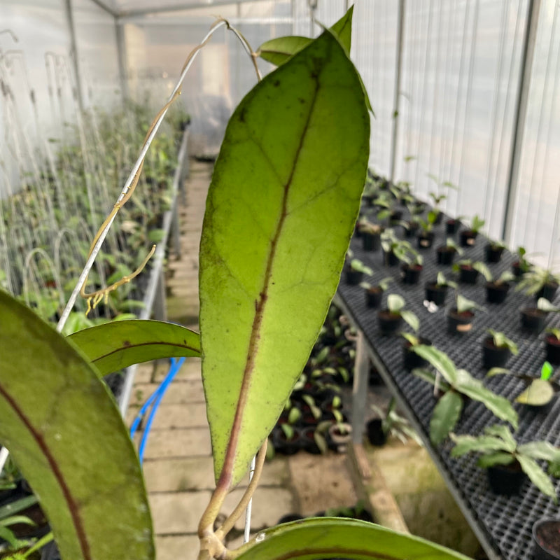 FS13-6 Hoya Clemensiorum Splash