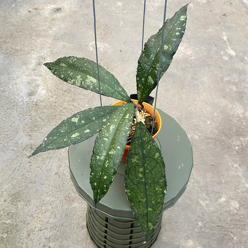 Hoya Clemensiorum Splash SP Kemiri