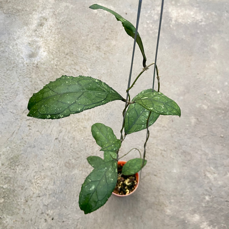 Hoya Clemensiorum Turtle Back