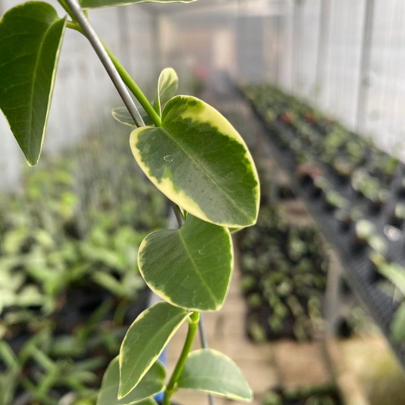 FS9-6 Hoya Cumingiana Albomarginata