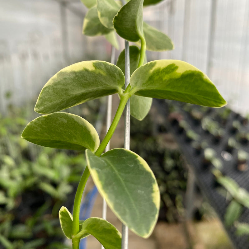 FS9-6 Hoya Cumingiana Albomarginata