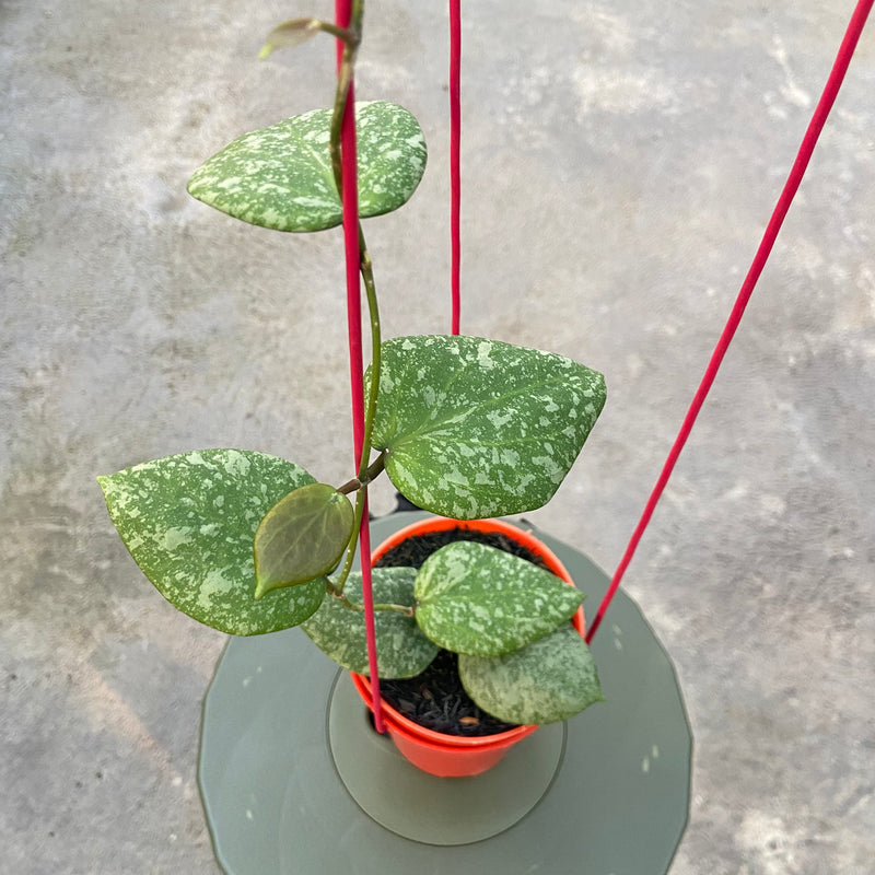 FS32-6 Hoya Elliptica x Imbricata