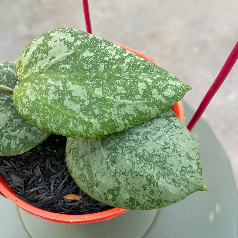 FS32-6 Hoya Elliptica x Imbricata
