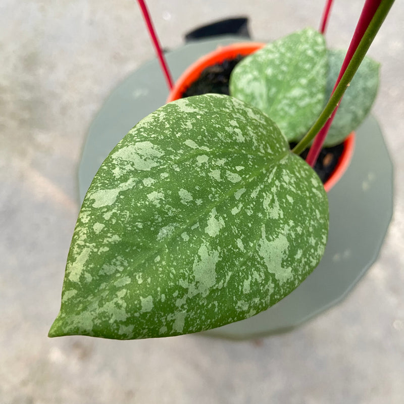 FS32-6 Hoya Elliptica x Imbricata