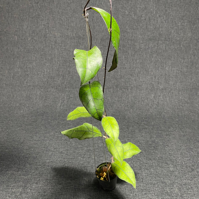 Hoya Finlaysonii Tabalong