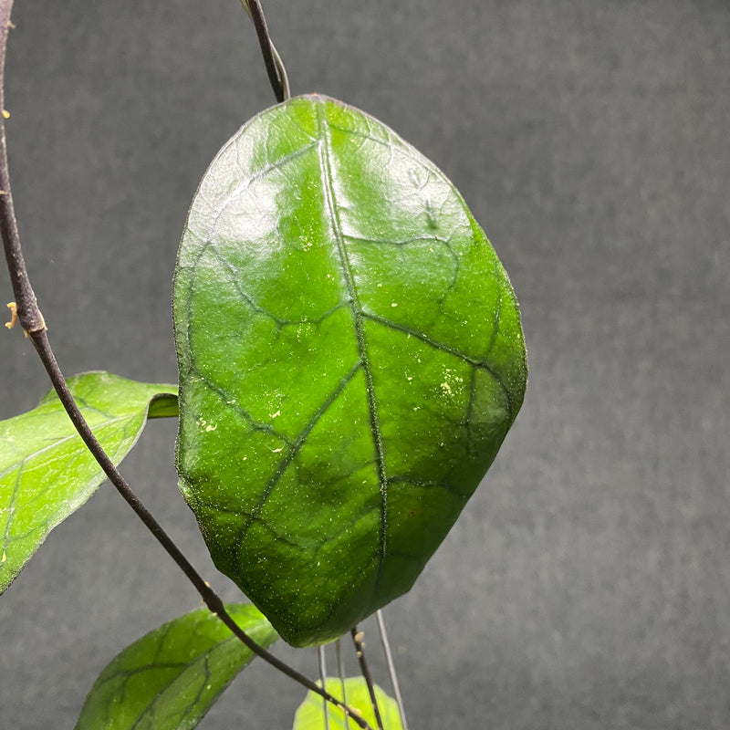 Hoya Finlaysonii Tabalong