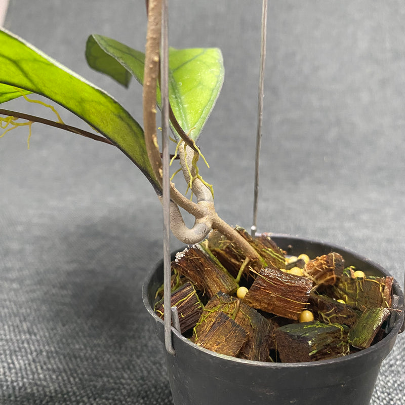 Hoya Finlaysonii Tabalong