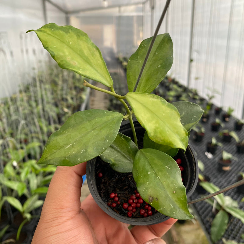 FS19-6 Hoya Flava Twist
