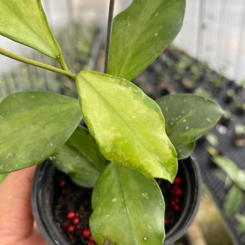 FS19-6 Hoya Flava Twist