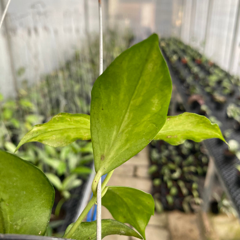 FS19-6 Hoya Flava Twist
