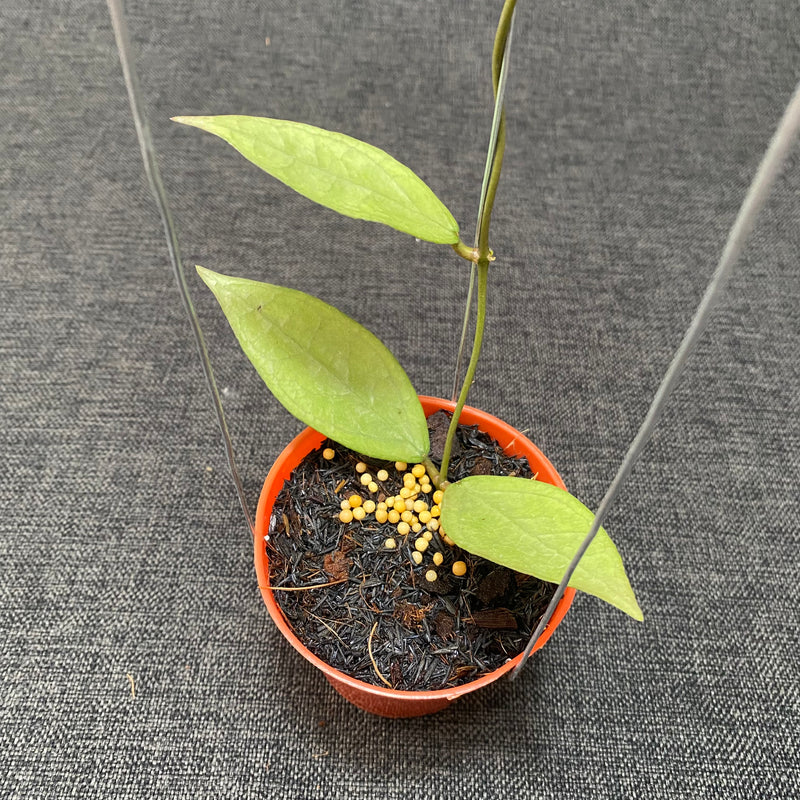 Hoya Germany Silver