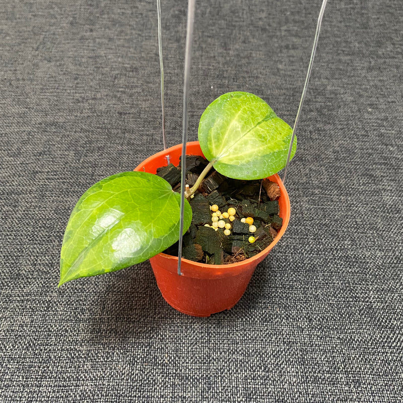Hoya Glabra Inner Variegated
