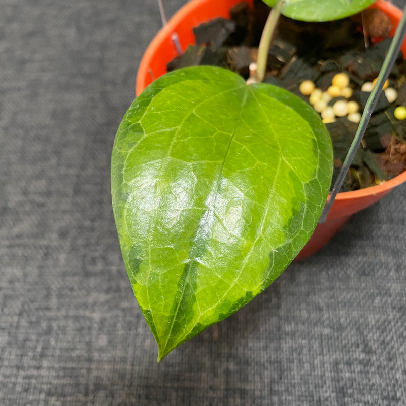 Hoya Glabra Inner Variegated