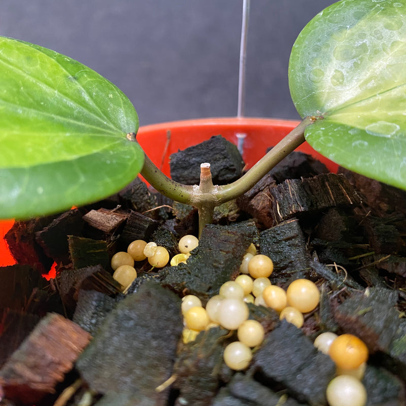 Hoya Glabra Inner Variegated