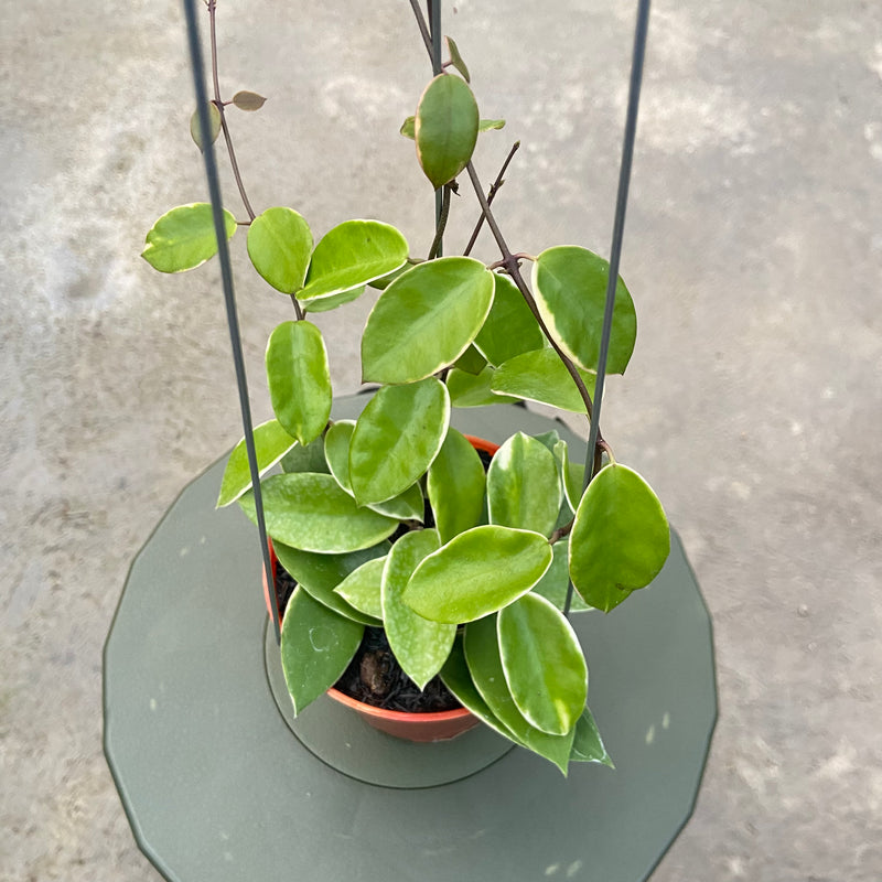 FS33-6 Hoya Halophila Albomarginata