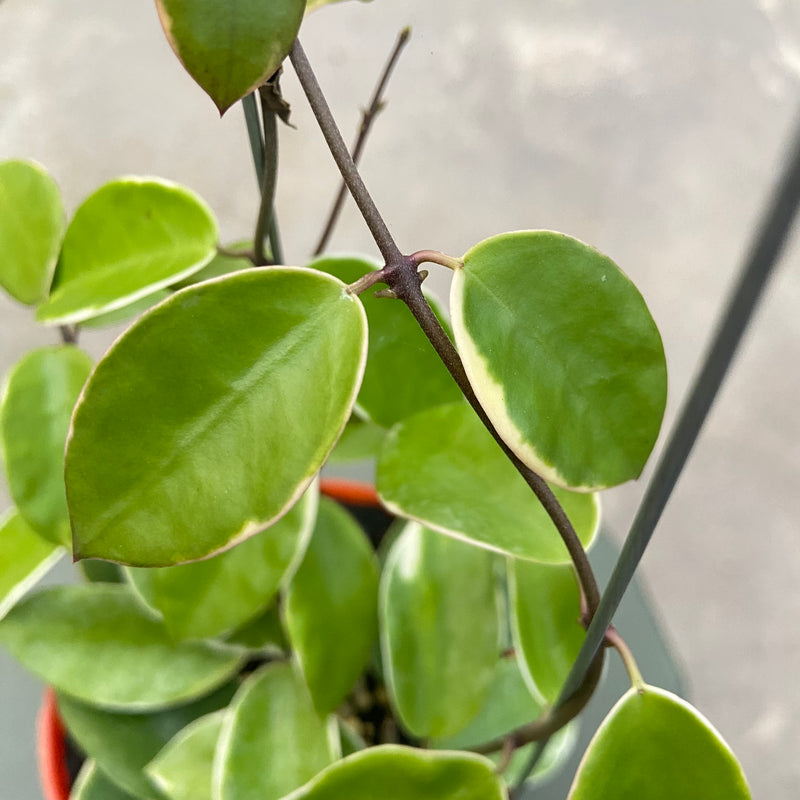 FS33-6 Hoya Halophila Albomarginata