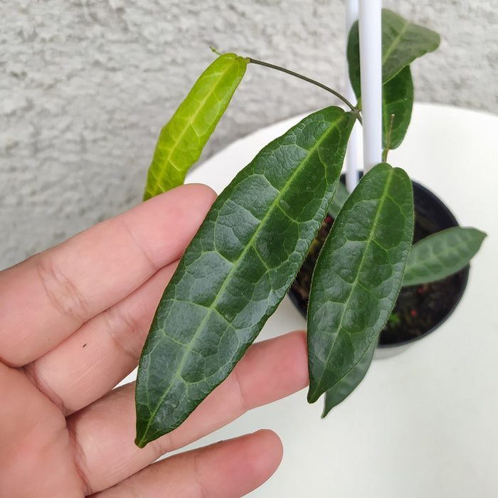 RP018AA-01 Hoya Hypolasia