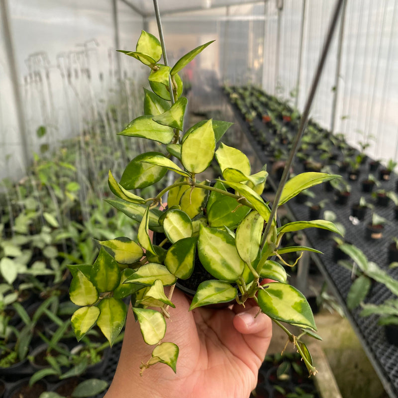 FS7-6 Hoya Lacunosa Agni