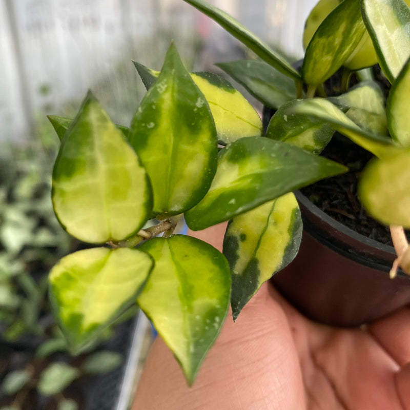 FS7-6 Hoya Lacunosa Agni