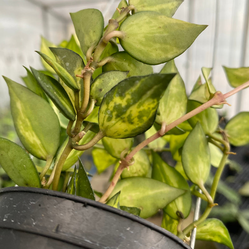FS7-6 Hoya Lacunosa Agni