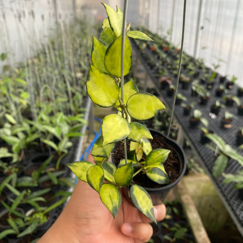 FS3-6 Hoya Lacunosa Agni