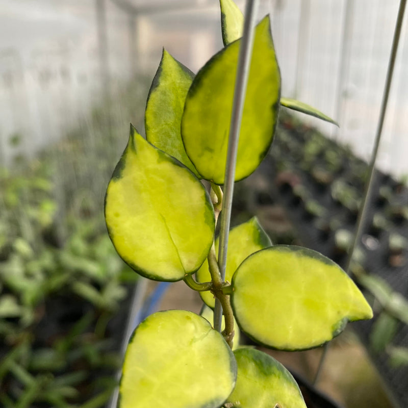 FS3-6 Hoya Lacunosa Agni