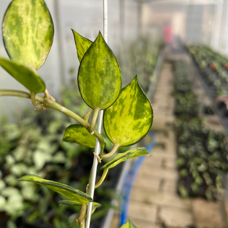 FS3-6 Hoya Lacunosa Agni