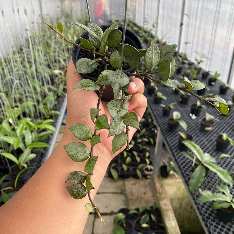 FS2-6 Hoya Lacunosa Black Aurora