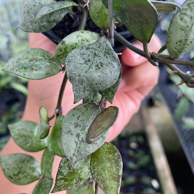 FS2-6 Hoya Lacunosa Black Aurora