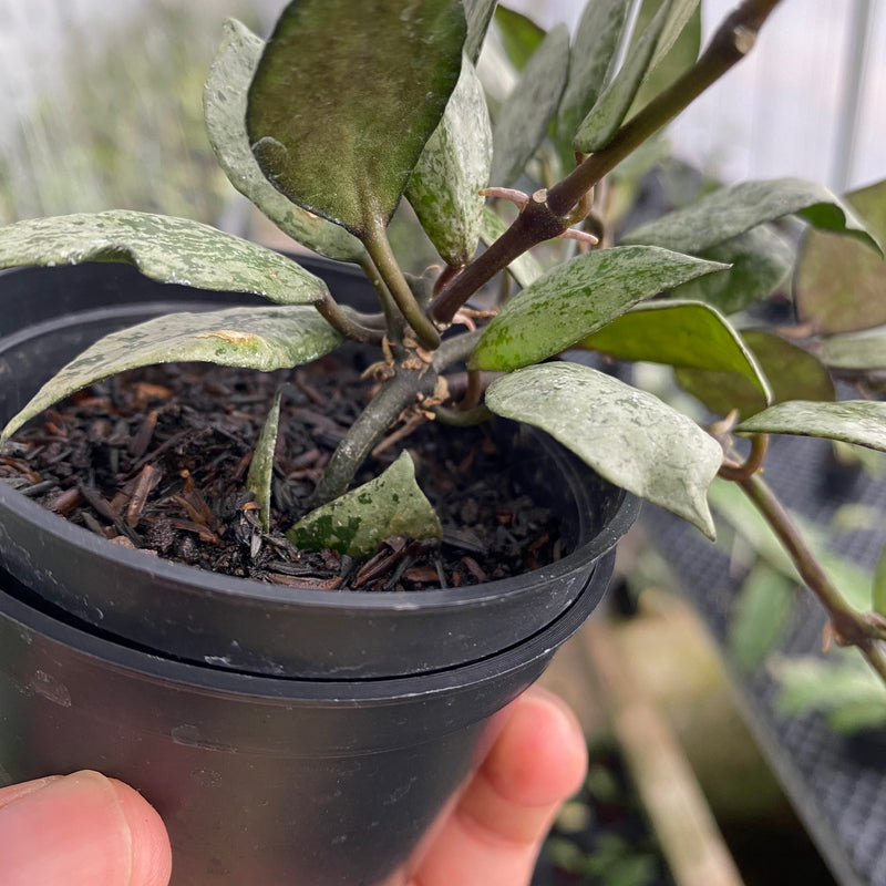 FS2-6 Hoya Lacunosa Black Aurora