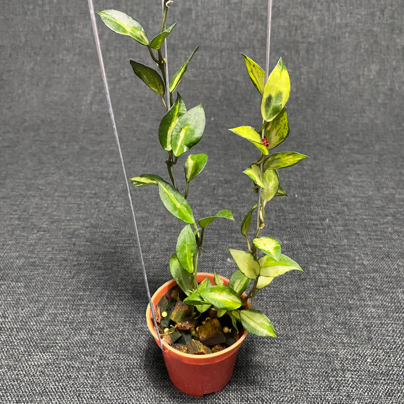 Hoya Lacunosa Ilumi