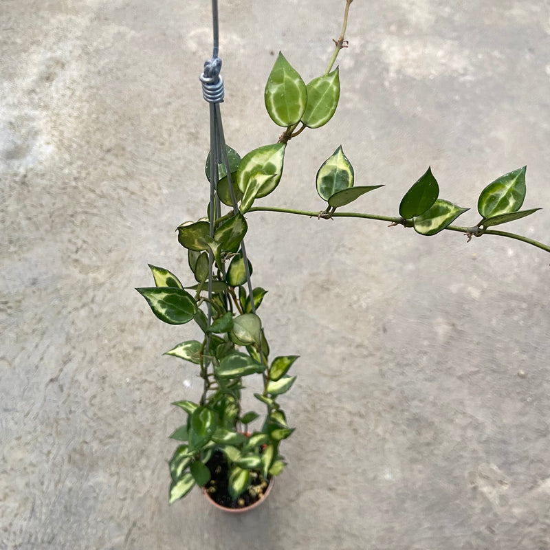 FS34-6 Hoya Lacunosa Ilumi