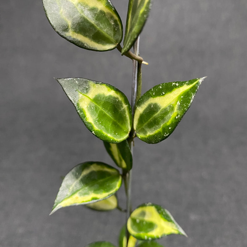 Hoya Lacunosa Ilumi