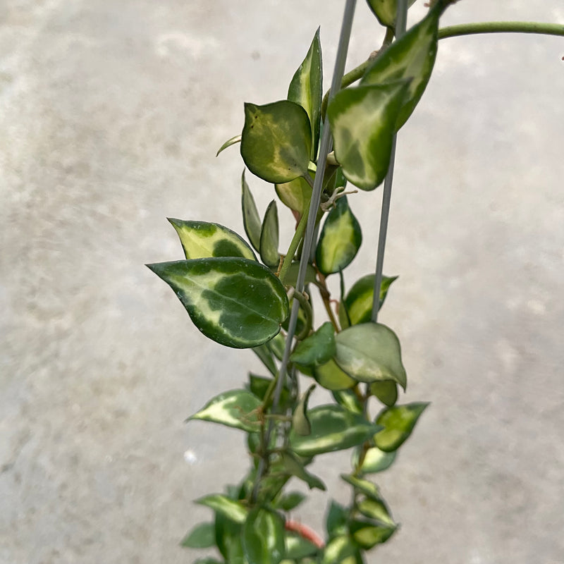 FS34-6 Hoya Lacunosa Ilumi