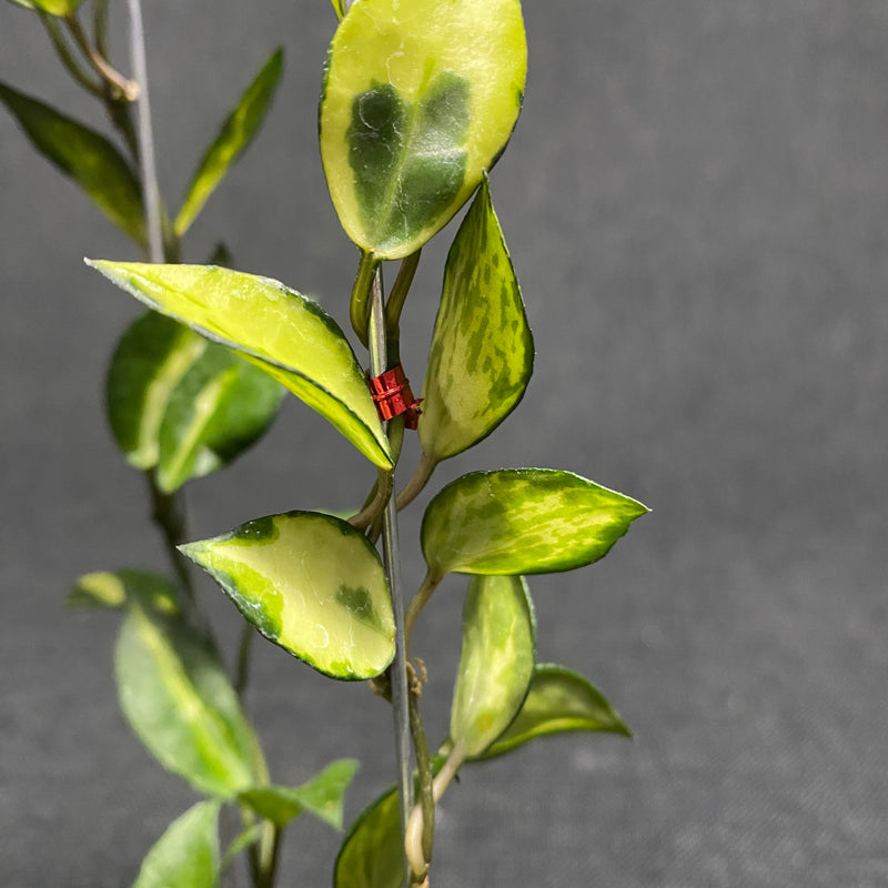 Hoya Lacunosa Ilumi