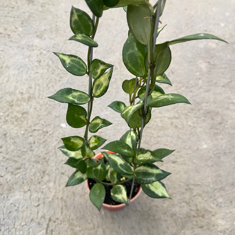 FS34-6 Hoya Lacunosa Ilumi