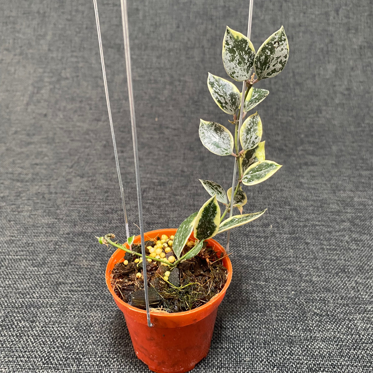 Hoya Lacunosa Lumina — Aroidasia