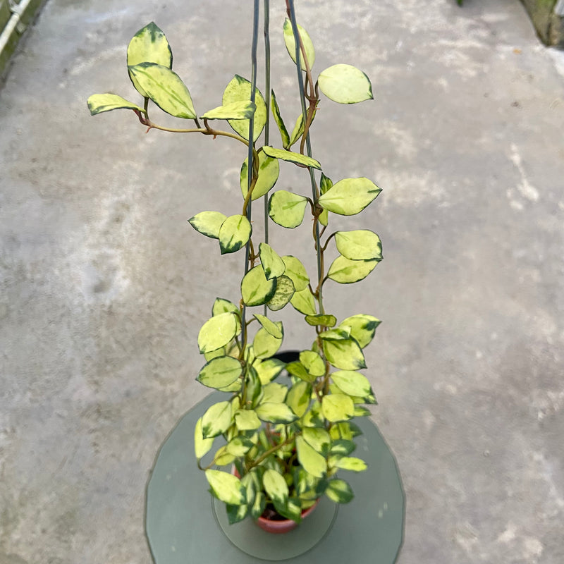FS35-6 Hoya Lacunosa Minara