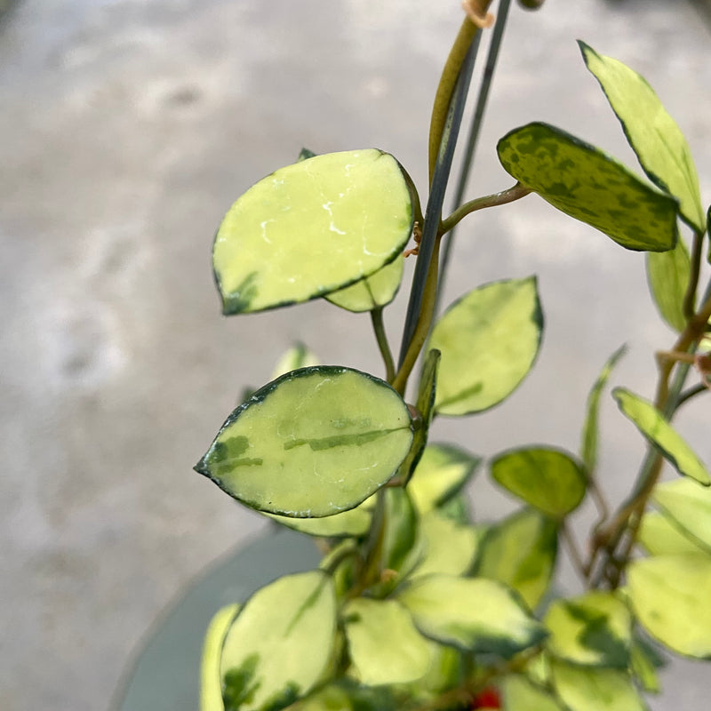 FS35-6 Hoya Lacunosa Minara