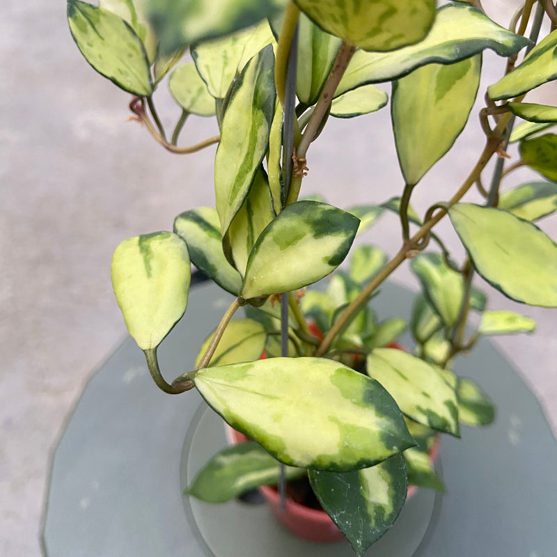 FS35-6 Hoya Lacunosa Minara