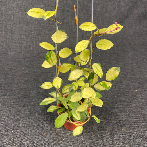 Hoya Lacunosa Minara - Aroid Asia