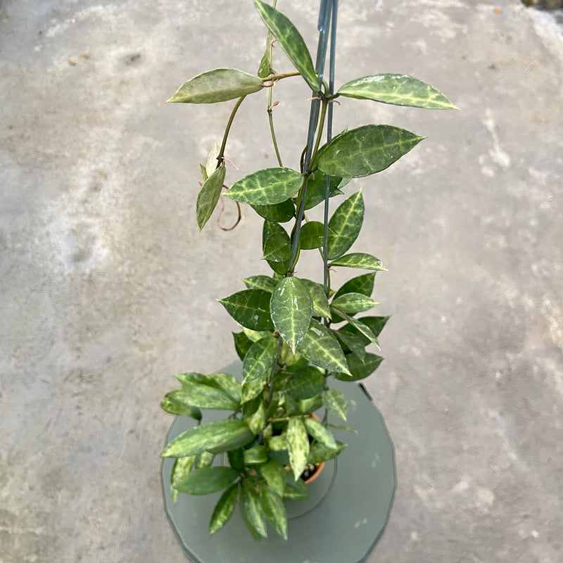 FS77-6 Hoya Lacunosa Peridot